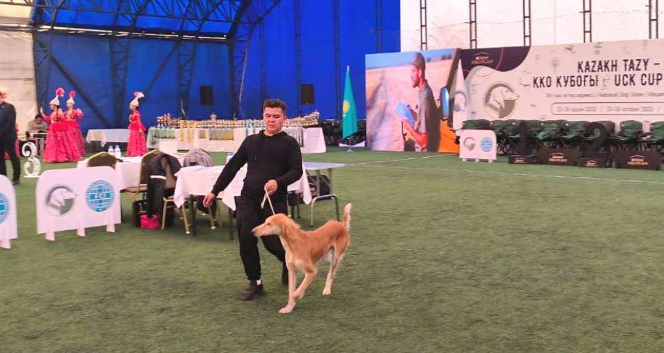 «Kazakh tazy» монотұқымдық көрмесі