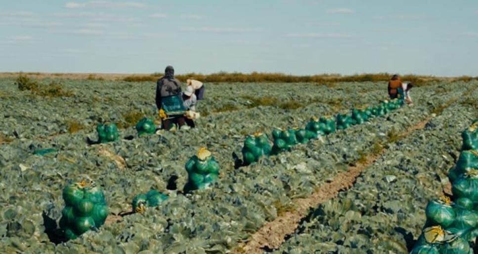 Күзгі өнімді жинау науқаны қарқынды жүріп жатыр