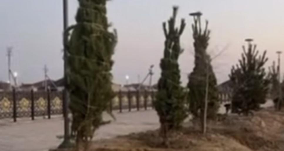 Ауданға алғаш рет қылқанжапырақты ағаш отырғызылды