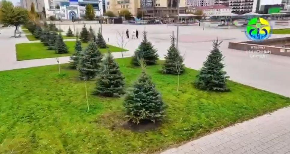 Атырауда демеушілердің қолдауымен сәндік ағаштар отырғызылуда