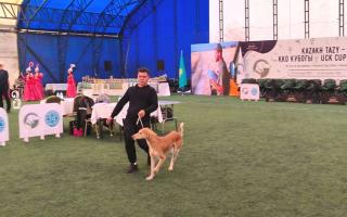 «Kazakh tazy» монотұқымдық көрмесі