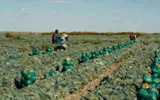 Күзгі өнімді жинау науқаны қарқынды жүріп жатыр