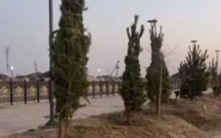Ауданға алғаш рет қылқанжапырақты ағаш отырғызылды