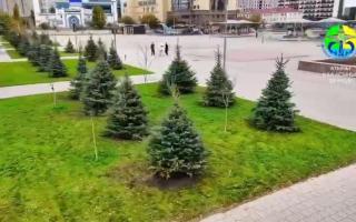 Атырауда демеушілердің қолдауымен сәндік ағаштар отырғызылуда