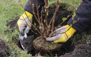 Қарағанды облысында өртенген орманды алқапқа 44 мың көшет егілді
